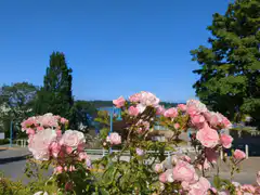 pink roses in garden