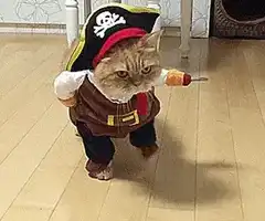 Cat dressed as pirate walking