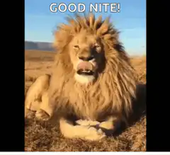 Lion yawning good nite
