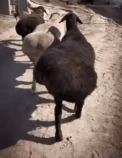 Sheep walking in a line