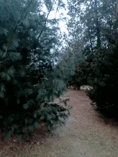 windy pine tree forest path