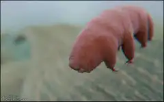 Tardigrade walking on surface