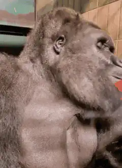 gorilla chewing food