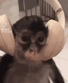 Monkey wearing headphones