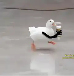 Duck running with coffee cups