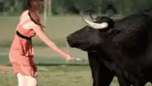 Woman brushing a large black bull
