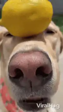 dog balancing lemon on head