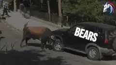 Bison headbutting a car with BEARS text