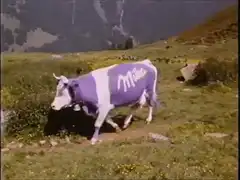 Milka cow walking in alps