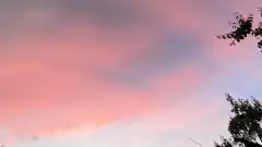 pink and purple sunset sky with tree branches