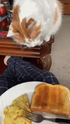 Cat reaches for toast