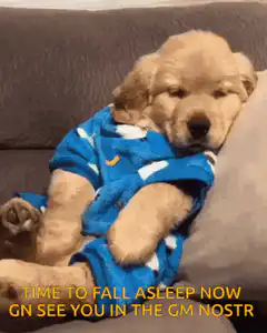 sleepy golden retriever puppy yawns