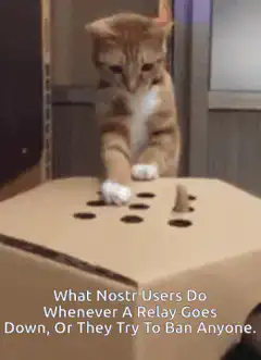 Cat playing with a box and a small object