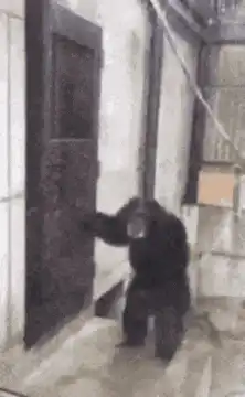 Chimpanzee climbing through a window