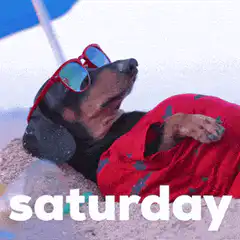 dog relaxing on beach saturday
