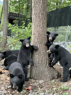 black bear cubs climbing tree