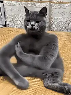 Grey cat eating on bamboo mat