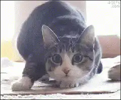 wide-eyed cat staring intensely