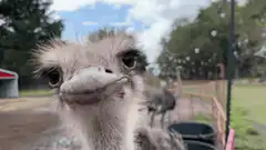 Ostrich chewing close up