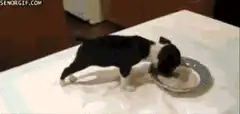 Puppy eats food off plate