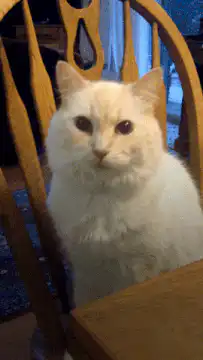 white cat we need to talk