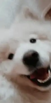 smiling fluffy white dog