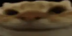blurry cat face