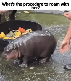 Baby hippo bites zookeeper's leg