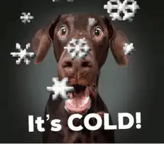 Dog Shivering with Snowflakes