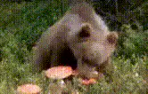 Bear eats mushroom and floats in space