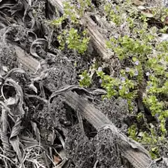 small lizard on log among green plants