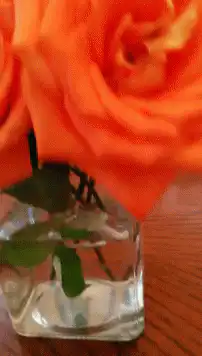 Orange roses in a glass vase