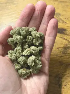 hand holding cannabis buds