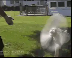 Fan blows up a squirrel