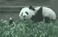 Giant panda eating bamboo