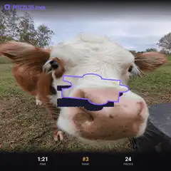 Cow face jigsaw puzzle game