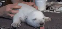 sleeping polar bear cub
