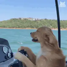 Golden Retriever driving a boat