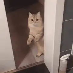 Cat peeking through closing door