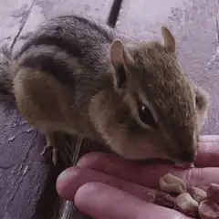 Chipmunk stuffing its cheeks with nuts
