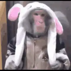 Monkey in bunny hat bobbing head
