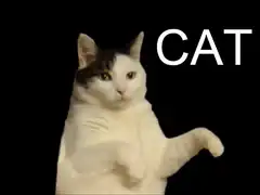 Dancing Cat GIF