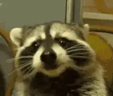 Raccoon making funny faces