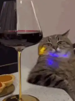 cat with wine glass and colored lights