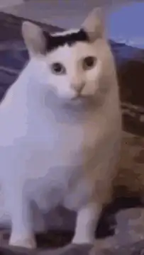 Confused white cat with black spot