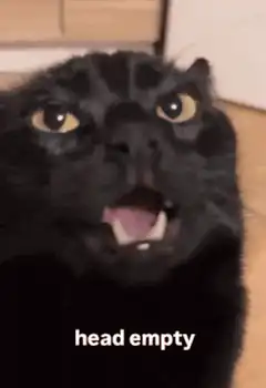 Black cat head empty