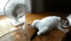 Cat lying next to fan