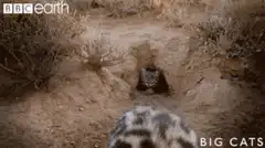 Curious kitten pops up from burrow