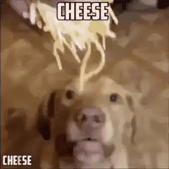 Dog catches cheese