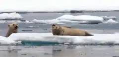Polar bear fails to catch seal